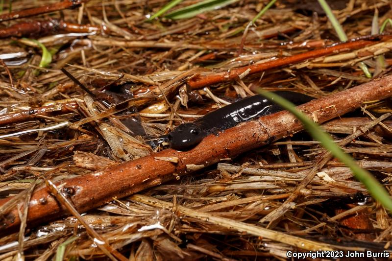 Blue-spotted Salamander (Ambystoma laterale)