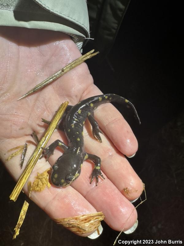 Eastern Tiger Salamander (Ambystoma tigrinum)