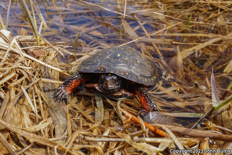 Spotted Turtle (Clemmys guttata)