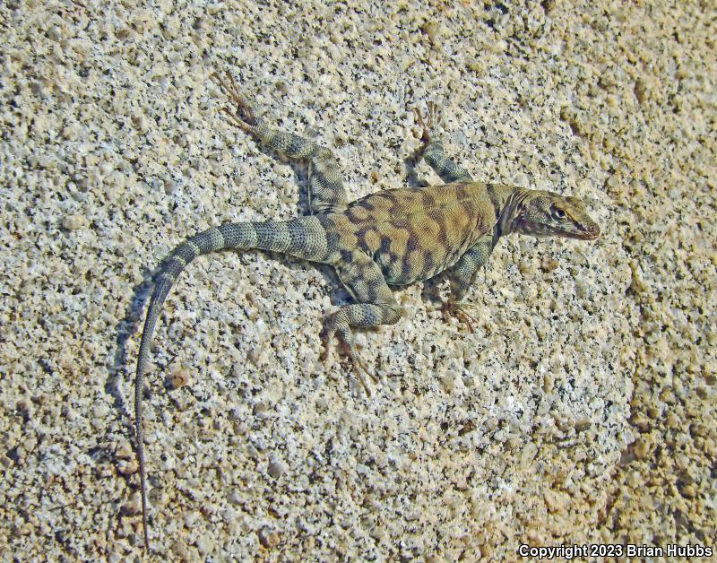 Banded Rock Lizard (Petrosaurus mearnsi)