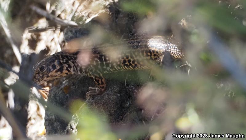 California Whiptail (Aspidoscelis tigris munda)