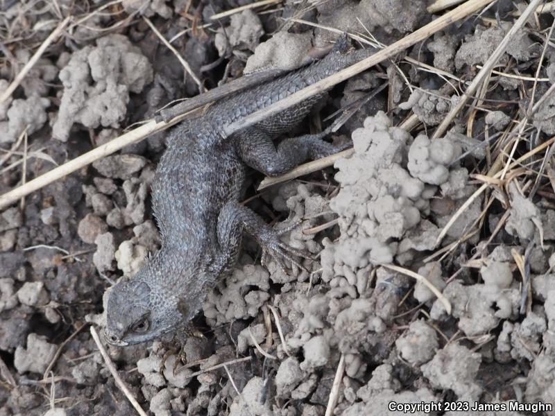 Coast Range Fence Lizard (Sceloporus occidentalis bocourtii)