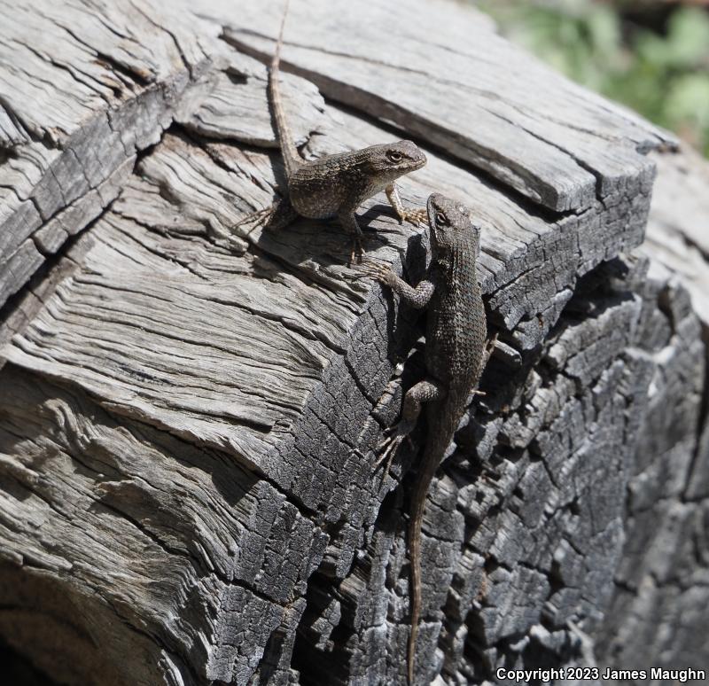 Coast Range Fence Lizard (Sceloporus occidentalis bocourtii)