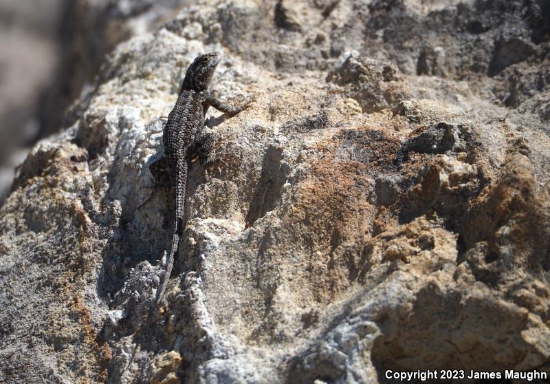 Coast Range Fence Lizard (Sceloporus occidentalis bocourtii)