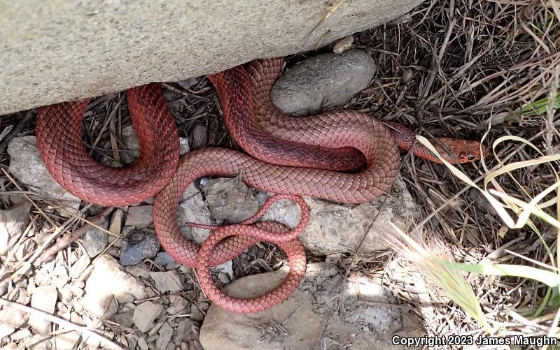 San Joaquin Coachwhip (Coluber flagellum ruddocki)