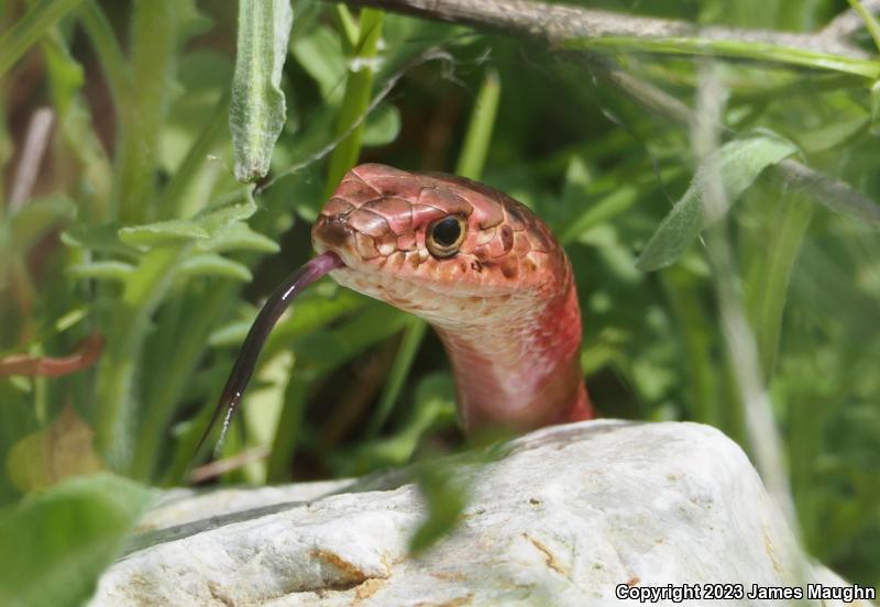 San Joaquin Coachwhip (Coluber flagellum ruddocki)