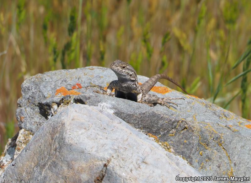 Coast Range Fence Lizard (Sceloporus occidentalis bocourtii)