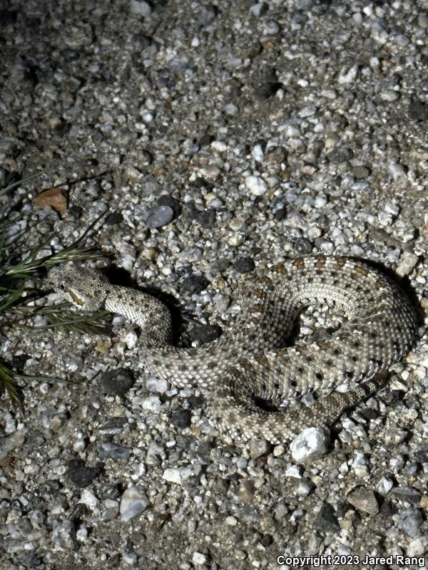 Colorado Desert Sidewinder (Crotalus cerastes laterorepens)