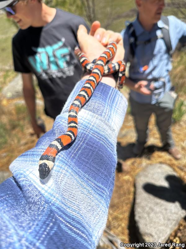 California Mountain Kingsnake (Lampropeltis zonata)