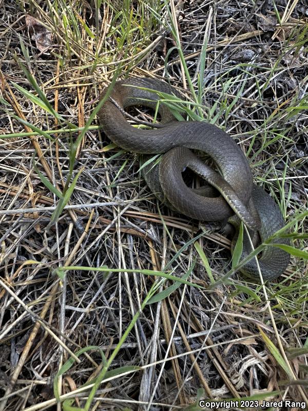 Western Yellow-bellied Racer (Coluber constrictor mormon)