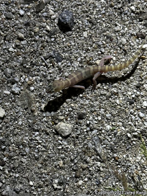 San Diego Banded Gecko (Coleonyx variegatus abbotti)