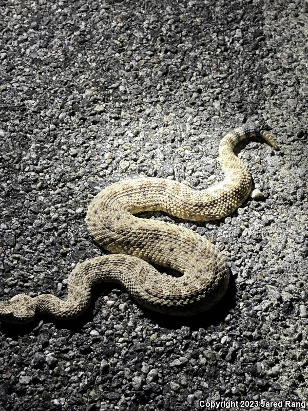 Colorado Desert Sidewinder (Crotalus cerastes laterorepens)