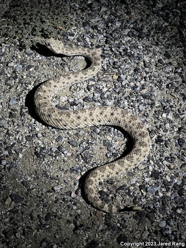 Colorado Desert Sidewinder (Crotalus cerastes laterorepens)