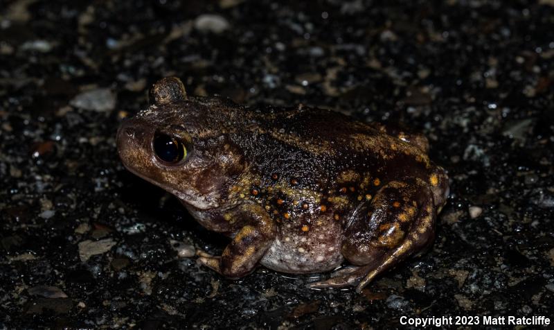 Eastern Spadefoot (Scaphiopus holbrookii)