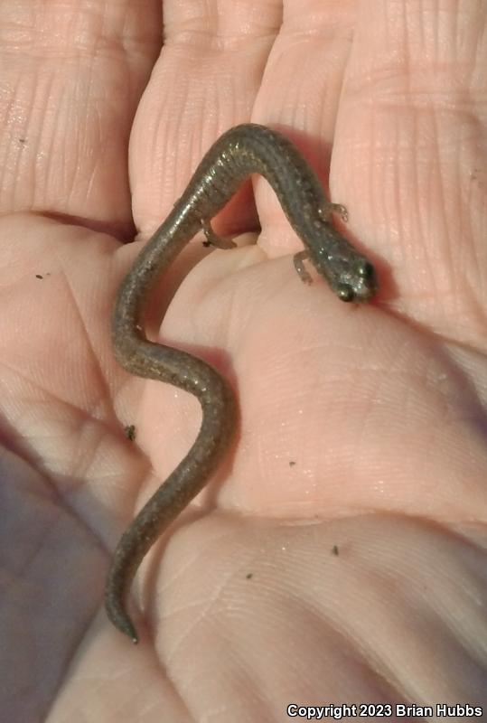 Garden Slender Salamander (Batrachoseps major major)