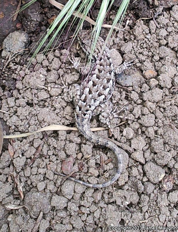 Coast Range Fence Lizard (Sceloporus occidentalis bocourtii)