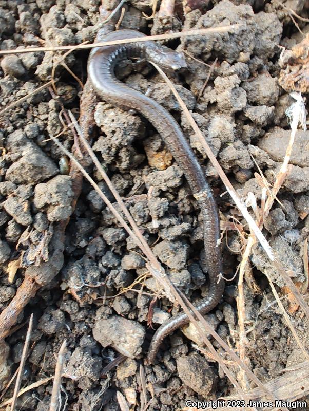 Gabilan Mountains Slender Salamander (Batrachoseps gavilanensis)