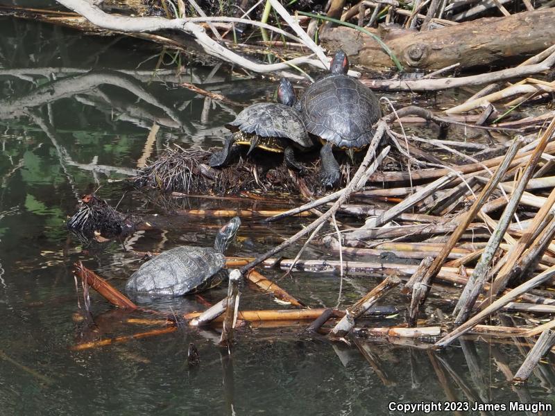 Red-eared Slider (Trachemys scripta elegans)