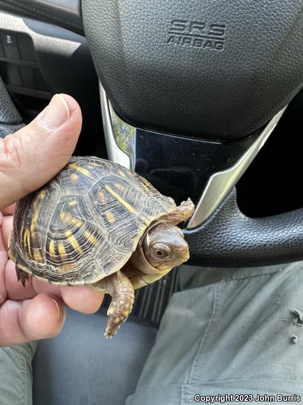 Three-toed Box Turtle (Terrapene carolina triunguis)