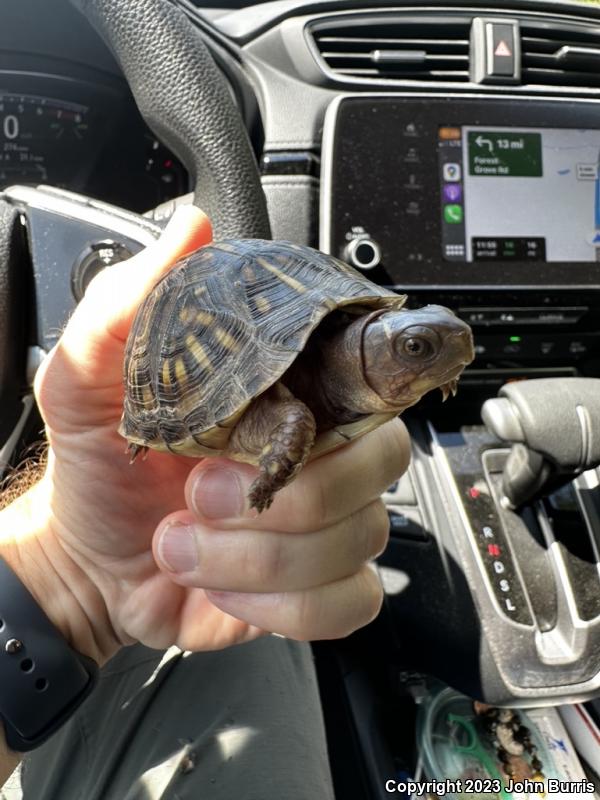 Three-toed Box Turtle (Terrapene carolina triunguis)