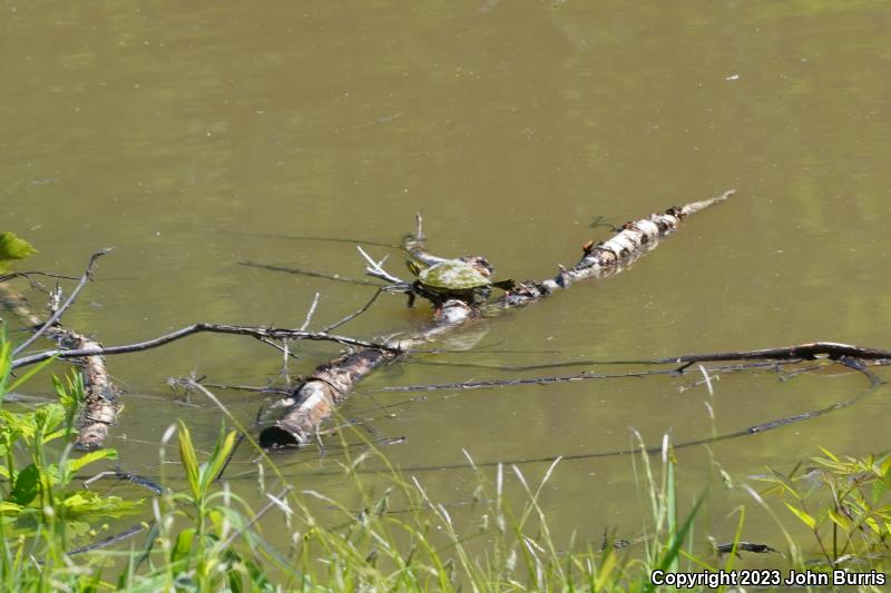 River Cooter (Pseudemys concinna)