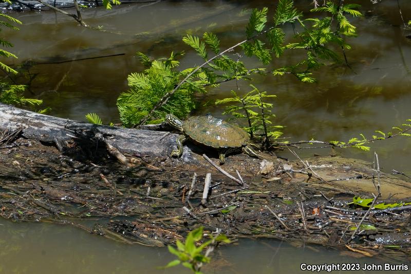 Ringed Map Turtle (Graptemys oculifera)