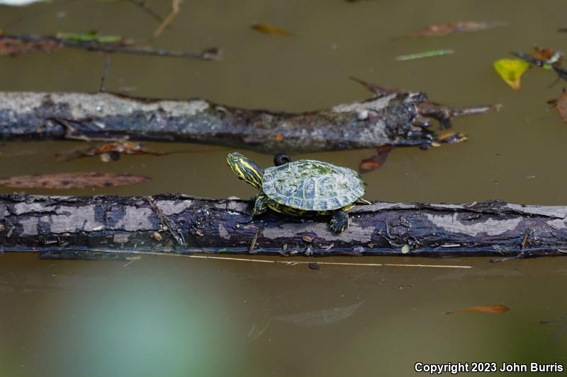 River Cooter (Pseudemys concinna)