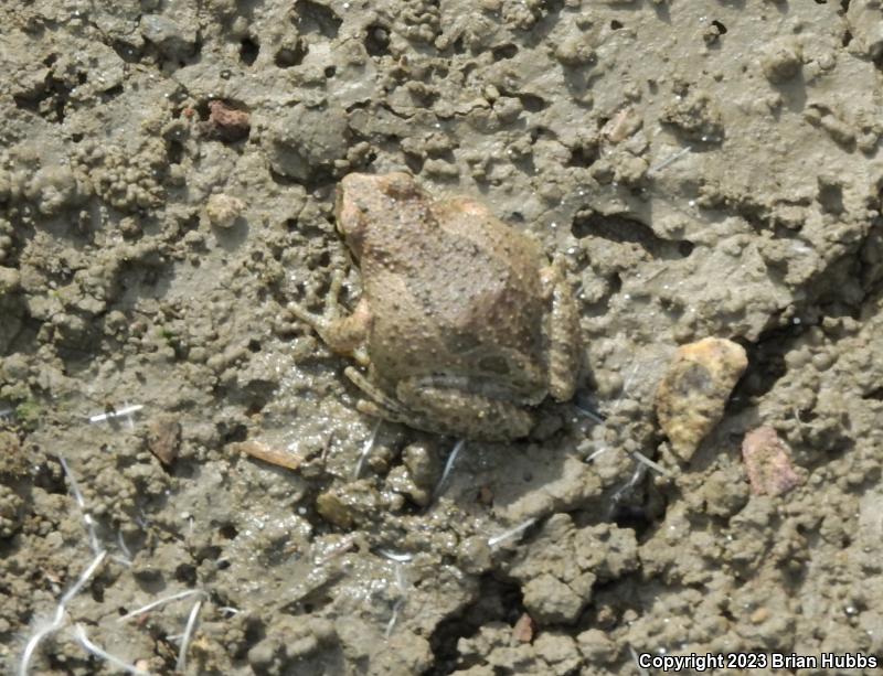 Sierran Treefrog (Pseudacris sierra)