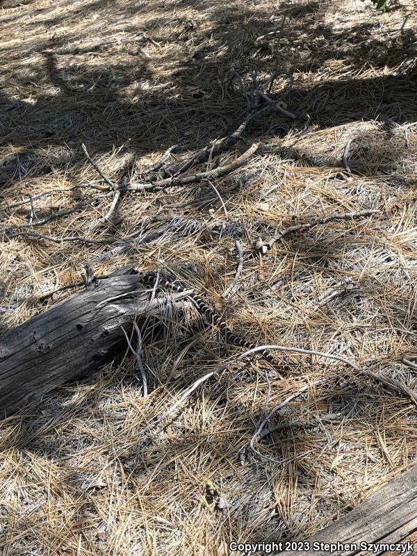 San Bernardino Mountain Kingsnake (Lampropeltis zonata parvirubra)