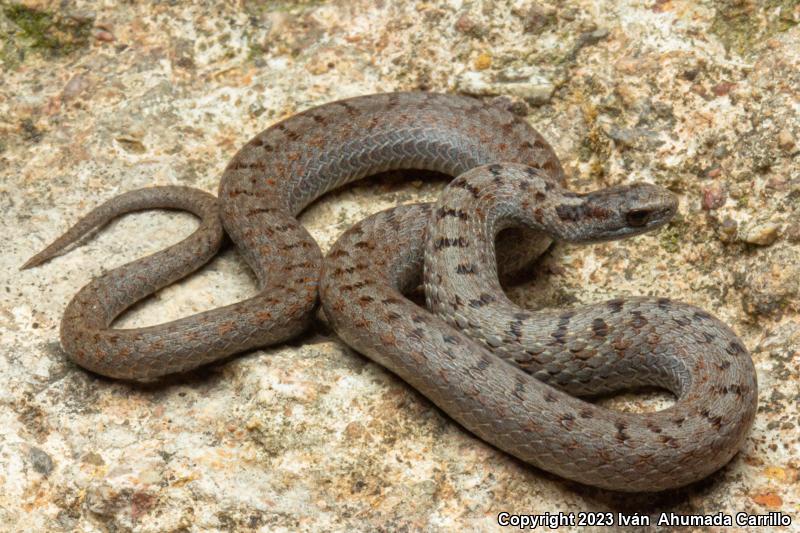 Mexican Brownsnake (Storeria storerioides)