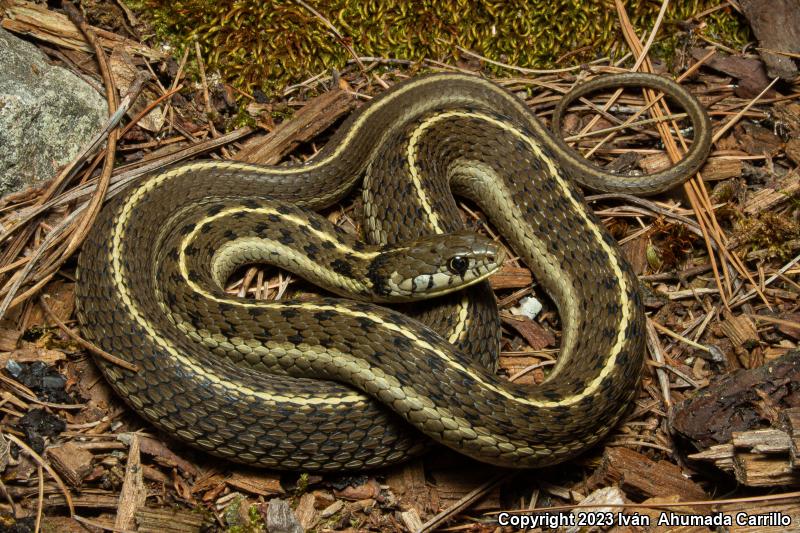 Mexican Wandering Gartersnake (Thamnophis errans)