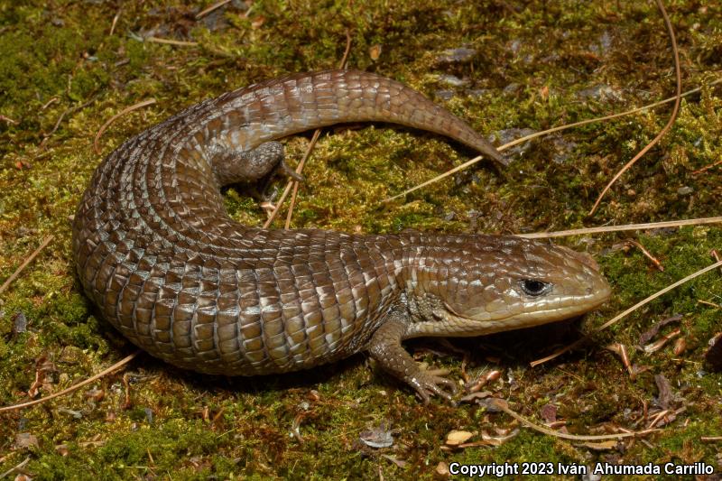 Northern Alligator Lizard (Barisia ciliaris)