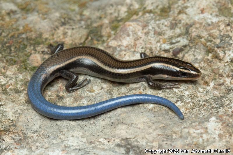 Two-lined Shortnose Skink (Plestiodon brevirostris bilineatus)