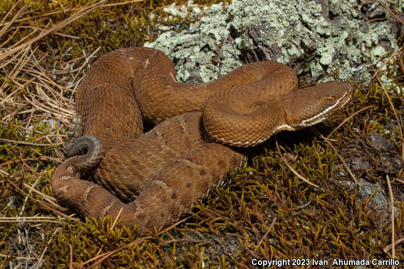 Southern Ridge-nosed Rattlesnake (Crotalus willardi meridionalis)