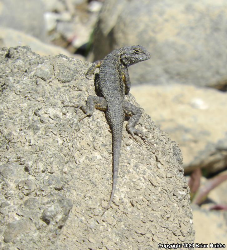 San Joaquin Fence Lizard (Sceloporus occidentalis biseriatus)