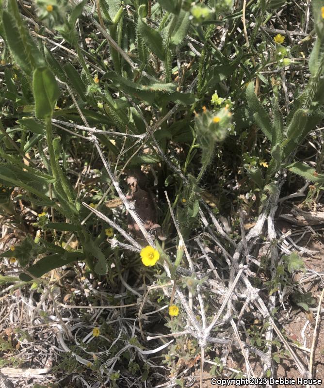 Desert Horned Lizard (Phrynosoma platyrhinos)