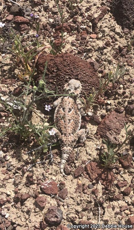 Desert Horned Lizard (Phrynosoma platyrhinos)