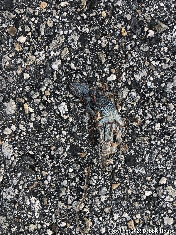 Great Basin Fence Lizard (Sceloporus occidentalis longipes)