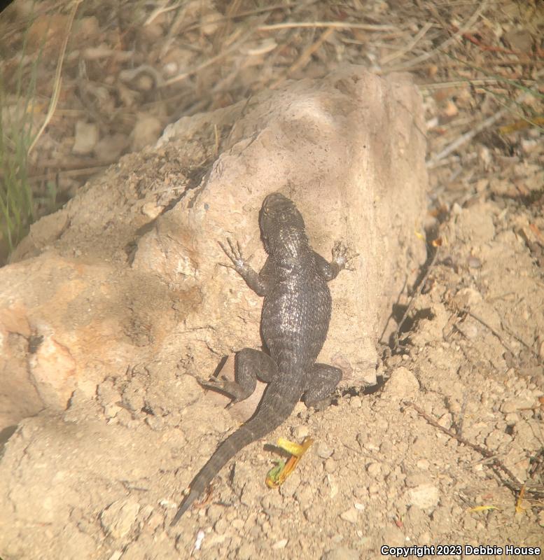 Great Basin Fence Lizard (Sceloporus occidentalis longipes)