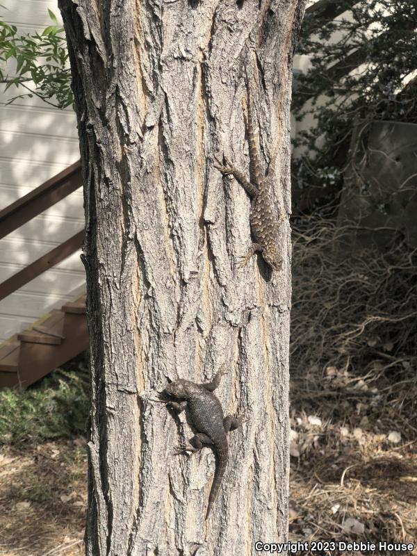 Great Basin Fence Lizard (Sceloporus occidentalis longipes)