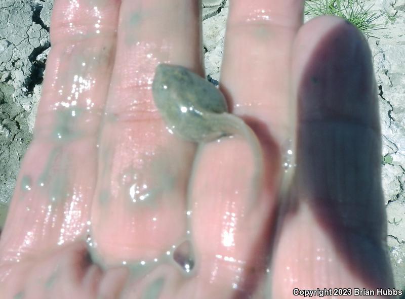 Western Spadefoot (Spea hammondii)