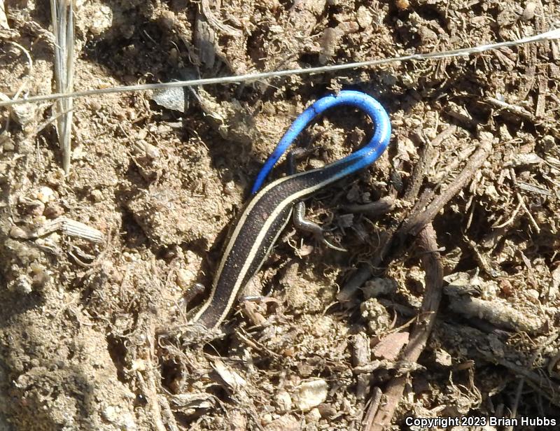 Coronado Island Skink (Plestiodon skiltonianus interparietalis)