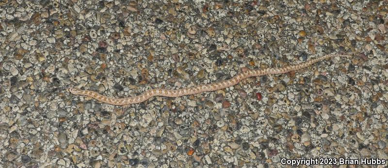 Arizona Glossy Snake (Arizona elegans noctivaga)
