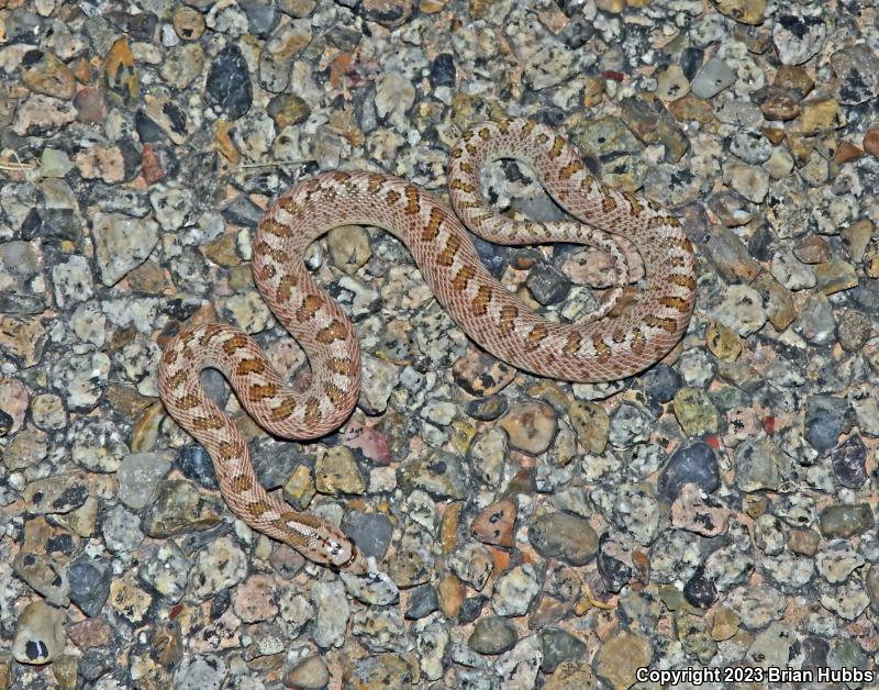 Arizona Glossy Snake (Arizona elegans noctivaga)