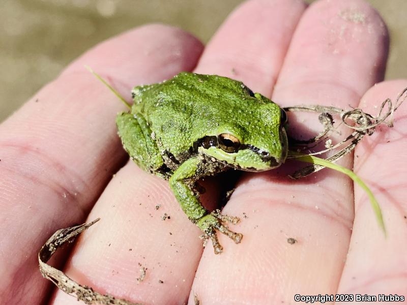 Sierran Treefrog (Pseudacris sierra)