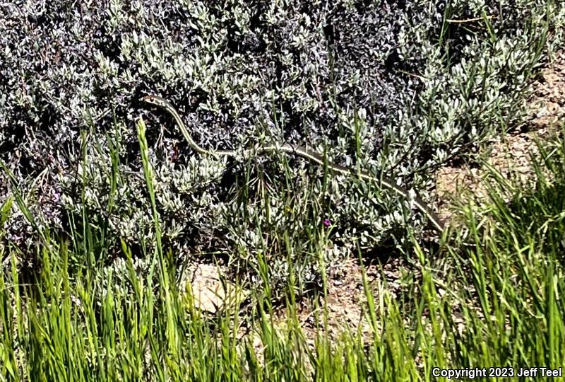 California Striped Racer (Coluber lateralis lateralis)