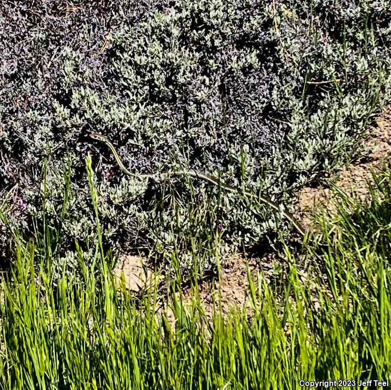 California Striped Racer (Coluber lateralis lateralis)