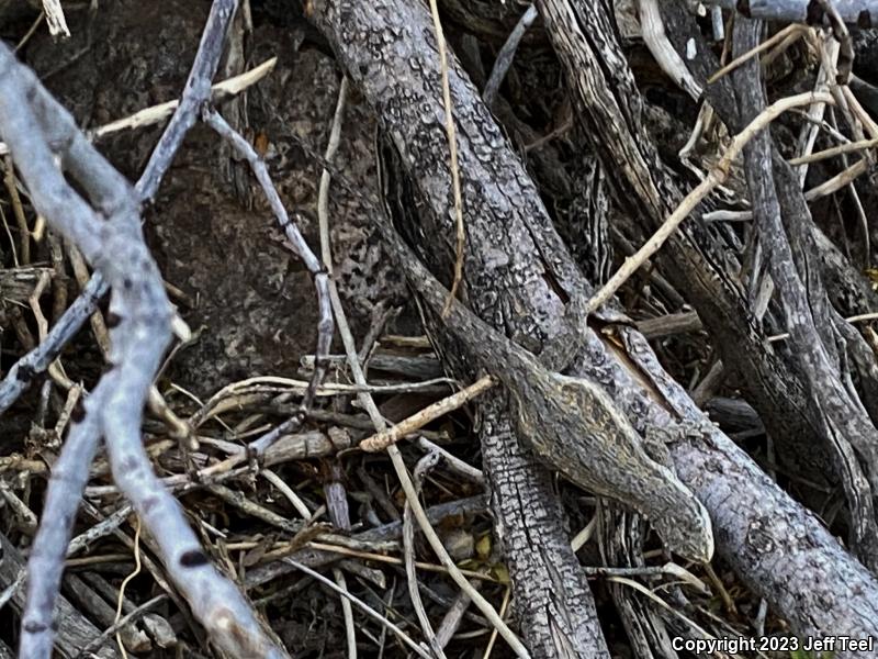 Colorado River Tree Lizard (Urosaurus ornatus symmetricus)