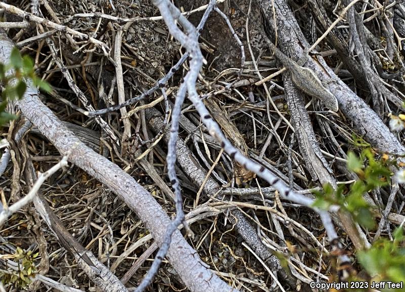 Colorado River Tree Lizard (Urosaurus ornatus symmetricus)