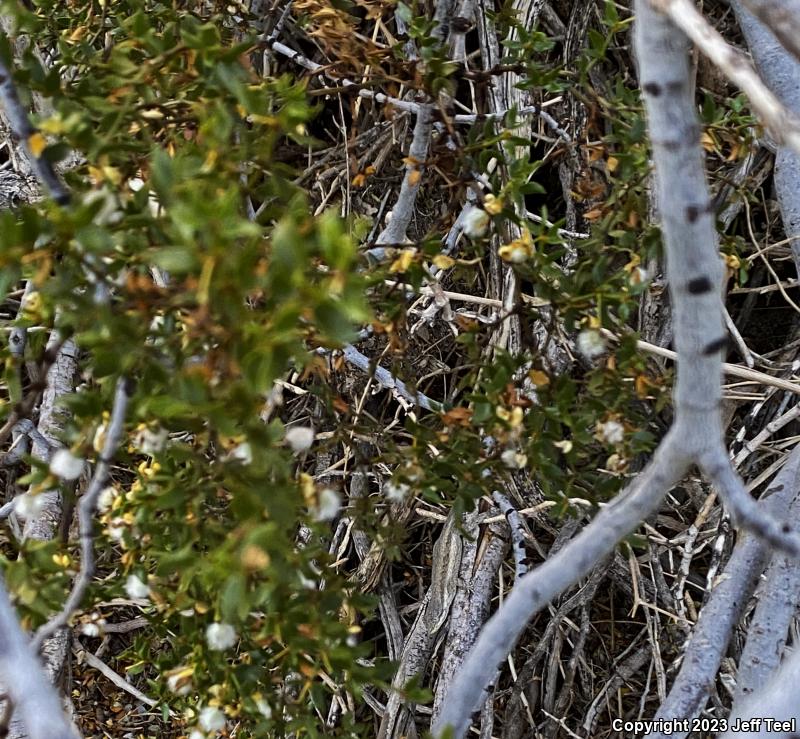 Colorado River Tree Lizard (Urosaurus ornatus symmetricus)